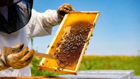 SOS &epsilon;&kappa;&pi;έ&mu;&pi;&epsilon;&iota; &eta; &mu;&epsilon;&lambda;&iota;&sigma;&sigma;&omicron;&kappa;&omicron;&mu;&epsilon;ί&alpha; &ndash; &Alpha;&nu;ή&sigma;&upsilon;&chi;&omicron;&iota; &omicron;&iota; &mu;&epsilon;&lambda;&iota;&sigma;&sigma;&omicron;&kappa;ό&mu;&omicron;&iota; &sigma;&tau;&omicron;&nu; Έ&beta;&rho;&omicron;