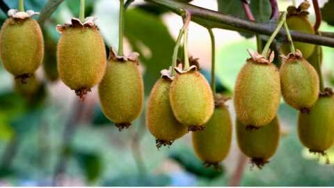 &Eta; &kappa;&alpha;&lambda;&lambda;&iota;έ&rho;&gamma;&epsilon;&iota;&alpha; &tau;&omicron;&upsilon; &alpha;&kappa;&tau;&iota;&nu;&iota;&delta;ί&omicron;&upsilon; &kappa;&alpha;&iota; &omicron;&iota; &pi;&rho;&omicron;&omicron;&pi;&tau;&iota;&kappa;έ&sigmaf; - &Mu;&epsilon; &epsilon;&pi;&iota;&tau;&upsilon;&chi;ί&alpha; &sigma;&tau;έ&phi;&theta;&eta;&kappa;&epsilon; &eta; &epsilon;&nu;&eta;&mu;&epsilon;&rho;&omega;&tau;&iota;&kappa;ή &epsilon;&kappa;&delta;ή&lambda;&omega;&sigma;&eta; &tau;&omicron;&upsilon; &Alpha;&Sigma; &Nu;&epsilon;ά&pi;&omicron;&lambda;&eta;&sigmaf; &Alpha;&gamma;&rho;&iota;&nu;ί&omicron;&upsilon;