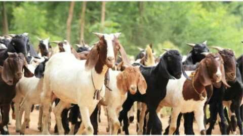&Upsilon;&pi;&omicron;&gamma;&rho;&alpha;&phi;ή &alpha;&pi;ό&phi;&alpha;&sigma;&eta;&sigmaf; &alpha;&pi;ό &tau;&omicron;&nu; &Upsilon;&phi;&Alpha;&Alpha;&Tau;, &Chi;&rho;ή&sigma;&tau;&omicron; &Kappa;έ&lambda;&lambda;&alpha; &gamma;&iota;&alpha; &tau;&eta;&nu; &laquo;&Delta;&iota;&alpha;&tau;ή&rho;&eta;&sigma;&eta; &alpha;&pi;&epsilon;&iota;&lambda;&omicron;ύ&mu;&epsilon;&nu;&omega;&nu; &alpha;&upsilon;&tau;ό&chi;&theta;&omicron;&nu;&omega;&nu; &phi;&upsilon;&lambda;ώ&nu; &alpha;&gamma;&rho;&omicron;&tau;&iota;&kappa;ώ&nu; &zeta;ώ&omega;&nu;&raquo;