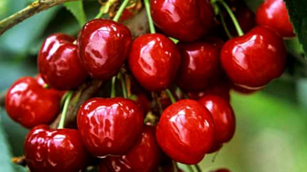 &Lambda;ά&kappa;&eta;&sigmaf; &Beta;&alpha;&sigma;&iota;&lambda;&epsilon;&iota;ά&delta;&eta;&sigmaf;: &Alpha;&nu;&omicron;ί&gamma;&epsilon;&iota; &omicron;&rho;&iota;&sigma;&tau;&iota;&kappa;ά &omicron; &delta;&rho;ό&mu;&omicron;&sigmaf; &tau;&omega;&nu; &alpha;&pi;&omicron;&zeta;&eta;&mu;&iota;ώ&sigma;&epsilon;&omega;&nu; &gamma;&iota;&alpha; &tau;&iota;&sigmaf; &kappa;&alpha;&lambda;&lambda;&iota;έ&rho;&gamma;&epsilon;&iota;&epsilon;&sigmaf; &pi;&omicron;&upsilon; &epsilon;&pi;&lambda;ή&gamma;&eta;&sigma;&alpha;&nu; &sigma;&tau;&omicron; &pi;&rho;&omicron;&alpha;&nu;&theta;&iota;&kappa;ό &sigma;&tau;ά&delta;&iota;&omicron;