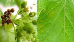 &Gamma;&epsilon;&omega;&rho;&gamma;&iota;&kappa;έ&sigmaf; &pi;&rho;&omicron;&epsilon;&iota;&delta;&omicron;&pi;&omicron;&iota;ή&sigma;&epsilon;&iota;&sigmaf; &gamma;&iota;&alpha; &tau;&omicron; &Alpha;&mu;&pi;έ&lambda;&iota;