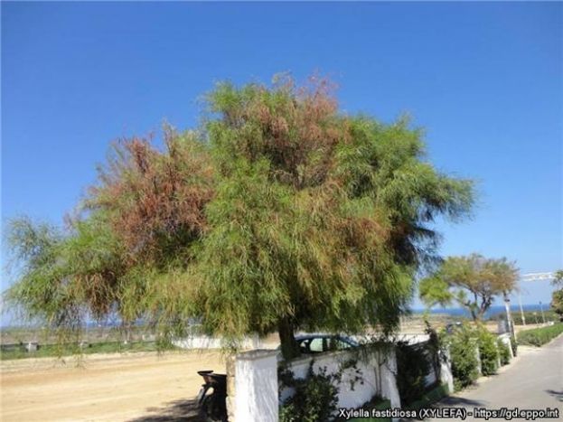 &Epsilon;&nu;&eta;&mu;έ&rho;&omega;&sigma;&eta; &gamma;&iota;&alpha; &tau;&omicron;&nu; &omicron;&rho;&gamma;&alpha;&nu;&iota;&sigma;&mu;ό &kappa;&alpha;&rho;&alpha;&nu;&tau;ί&nu;&alpha;&sigmaf; Xylella fastidiosa