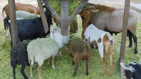 &Eta; &Delta;&iota;&epsilon;ύ&theta;&upsilon;&nu;&sigma;&eta; &Kappa;&tau;&eta;&nu;&iota;&alpha;&tau;&rho;&iota;&kappa;ή&sigmaf; &Pi;&epsilon;&rho;&iota;&phi;έ&rho;&epsilon;&iota;&alpha;&sigmaf; &Theta;&epsilon;&sigma;&sigma;&alpha;&lambda;ί&alpha;&sigmaf;, &epsilon;&nu;&eta;&mu;&epsilon;&rho;ώ&nu;&epsilon;&iota; &tau;&omicron;&upsilon;&sigmaf; &kappa;&tau;&eta;&nu;&omicron;&tau;&rho;ό&phi;&omicron;&upsilon;&sigmaf; &gamma;&iota;&alpha; &tau;&eta;&nu; έ&nu;&alpha;&rho;&xi;&eta; &pi;&epsilon;&rho;&iota;ό&delta;&omicron;&upsilon; &alpha;&pi;&omicron;&gamma;&rho;&alpha;&phi;ώ&nu; &alpha;&iota;&gamma;&omicron;&pi;&rho;&omicron;&beta;ά&tau;&omega;&nu; &kappa;&alpha;&iota; &chi;&omicron;&iota;&rho;&omicron;&epsilon;&iota;&delta;ώ&nu;