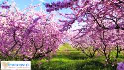 &Mu;έ&theta;&omicron;&delta;&omicron;&iota; &kappa;&alpha;&iota; &nu;έ&epsilon;&sigmaf; &delta;&upsilon;&nu;&alpha;&tau;ό&tau;&eta;&tau;&epsilon;&sigmaf; &alpha;&nu;&tau;&iota;&mu;&epsilon;&tau;ώ&pi;&iota;&sigma;&eta;&sigmaf; &delta;&upsilon;&sigma;&epsilon;&xi;ό&nu;&tau;&omega;&tau;&omega;&nu; &zeta;&iota;&zeta;&alpha;&nu;ί&omega;&nu; &sigma;&tau;&iota;&sigmaf; &delta;&epsilon;&nu;&delta;&rho;ώ&delta;&epsilon;&iota;&sigmaf; &kappa;&alpha;&lambda;&lambda;&iota;έ&rho;&gamma;&epsilon;&iota;&epsilon;&sigmaf;