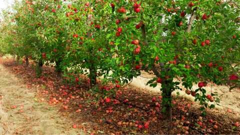 &Gamma;&epsilon;&omega;&rho;&gamma;&iota;&kappa;έ&sigmaf; &pi;&rho;&omicron;&epsilon;&iota;&delta;&omicron;&pi;&omicron;&iota;ή&sigma;&epsilon;&iota;&sigmaf; &gamma;&iota;&alpha; &Mu;&eta;&lambda;&iota;ά , &Alpha;&chi;&lambda;&alpha;&delta;&iota;ά &kappa;&alpha;&iota; &Kappa;&upsilon;&delta;&omega;&nu;&iota;ά