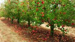 &Gamma;&epsilon;&omega;&rho;&gamma;&iota;&kappa;έ&sigmaf; &pi;&rho;&omicron;&epsilon;&iota;&delta;&omicron;&pi;&omicron;&iota;ή&sigma;&epsilon;&iota;&sigmaf; &gamma;&iota;&alpha; &Mu;&eta;&lambda;&iota;ά , &Alpha;&chi;&lambda;&alpha;&delta;&iota;ά &kappa;&alpha;&iota; &Kappa;&upsilon;&delta;&omega;&nu;&iota;ά