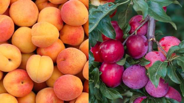 &Mu;&epsilon;&iota;&omega;&mu;έ&nu;&eta; &pi;&alpha;&rho;&alpha;&gamma;&omega;&gamma;ή &beta;&epsilon;&rho;ί&kappa;&omicron;&kappa;&omega;&nu; &kappa;&alpha;&iota; &delta;&alpha;&mu;ά&sigma;&kappa;&eta;&nu;&omega;&nu; &sigma;&tau;&eta;&nu; &Pi;έ&lambda;&lambda;&alpha; &kappa;&alpha;&iota; &tau;&eta;&nu; &Eta;&mu;&alpha;&theta;ί&alpha; - &Epsilon;&rho;ώ&tau;&eta;&sigma;&eta; &tau;&eta;&sigmaf; &Tau;&zeta;ά&kappa;&rho;&eta; &sigma;&tau;&eta; &Beta;&omicron;&upsilon;&lambda;ή