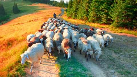 &Pi;&lambda;ή&rho;&eta; &alpha;&xi;&iota;&omicron;&pi;&omicron;ί&eta;&sigma;&eta; &tau;&omega;&nu; &psi;&eta;&phi;&iota;&alpha;&kappa;ώ&nu; &tau;&epsilon;&chi;&nu;&omicron;&lambda;&omicron;&gamma;&iota;ώ&nu; &sigma;&tau;&omicron;&nu; &kappa;&tau;&eta;&nu;&omicron;&tau;&rho;&omicron;&phi;&iota;&kappa;ό &tau;&omicron;&mu;έ&alpha; &mu;&epsilon; &tau;&omicron; &epsilon;&upsilon;&rho;&omega;&pi;&alpha;ϊ&kappa;ό έ&rho;&gamma;&omicron; Digi4Live