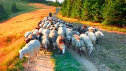 &Pi;&lambda;ή&rho;&eta; &alpha;&xi;&iota;&omicron;&pi;&omicron;ί&eta;&sigma;&eta; &tau;&omega;&nu; &psi;&eta;&phi;&iota;&alpha;&kappa;ώ&nu; &tau;&epsilon;&chi;&nu;&omicron;&lambda;&omicron;&gamma;&iota;ώ&nu; &sigma;&tau;&omicron;&nu; &kappa;&tau;&eta;&nu;&omicron;&tau;&rho;&omicron;&phi;&iota;&kappa;ό &tau;&omicron;&mu;έ&alpha; &mu;&epsilon; &tau;&omicron; &epsilon;&upsilon;&rho;&omega;&pi;&alpha;ϊ&kappa;ό έ&rho;&gamma;&omicron; Digi4Live