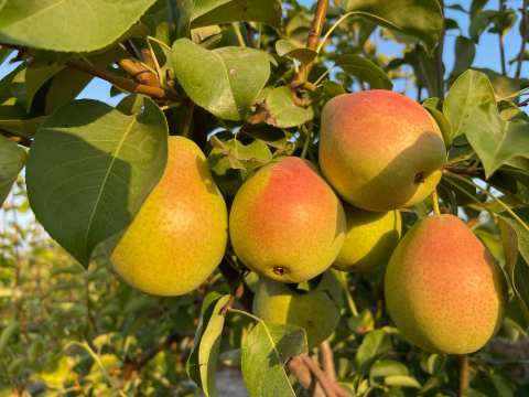 &Alpha;&chi;&lambda;ά&delta;&iota; EDEN GOLD - &Delta;&upsilon;&nu;&alpha;&mu;&iota;&kappa;ή &alpha;&nu;ά&pi;&tau;&upsilon;&xi;&eta; &amp; &epsilon;&pi;έ&kappa;&tau;&alpha;&sigma;&eta; &sigma;&tau;&eta;&nu; &epsilon;&upsilon;&rho;ώ&pi;&eta;