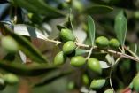 &Phi;&upsilon;&tau;&omicron;&pi;&rho;&omicron;&sigma;&tau;&alpha;&sigma;ί&alpha; &sigma;&tau;&eta;&nu; &Epsilon;&lambda;&iota;ά - &Gamma;&epsilon;&omega;&rho;&gamma;&iota;&kappa;έ&sigmaf; &Pi;&rho;&omicron;&epsilon;&iota;&delta;&omicron;&pi;&omicron;&iota;ή&sigma;&epsilon;&iota;&sigmaf;