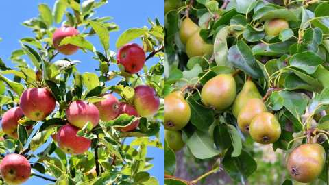 &Gamma;&epsilon;&omega;&rho;&gamma;&iota;&kappa;έ&sigmaf; &pi;&rho;&omicron;&epsilon;&iota;&delta;&omicron;&pi;&omicron;&iota;ή&sigma;&epsilon;&iota;&sigmaf; &gamma;&iota;&alpha; &Mu;&eta;&lambda;&iota;ά &kappa;&alpha;&iota; &Alpha;&chi;&lambda;&alpha;&delta;&iota;ά