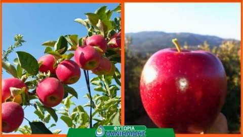 &Nu;έ&alpha; &Pi;&omicron;&iota;&kappa;&iota;&lambda;ί&alpha; &Mu;ή&lambda;&omicron;&upsilon; &alpha;&nu;&theta;&epsilon;&kappa;&tau;&iota;&kappa;ή &sigma;&tau;&eta;&nu; &kappa;&lambda;&iota;&mu;&alpha;&tau;&iota;&kappa;ή &alpha;&lambda;&lambda;&alpha;&gamma;ή | Odem Galina