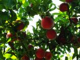 &Delta;&upsilon;&sigma;&mu;&epsilon;&nu;&epsilon;ί&sigmaf; &kappa;&alpha;&iota; &epsilon;&upsilon;&nu;&omicron;ϊ&kappa;έ&sigmaf; &epsilon;&pi;&iota;&delta;&rho;ά&sigma;&epsilon;&iota;&sigmaf; &tau;&omega;&nu; &upsilon;&psi;&eta;&lambda;ώ&nu; &theta;&epsilon;&rho;&mu;&omicron;&kappa;&rho;&alpha;&sigma;&iota;ώ&nu; &sigma;&tau;&alpha; &omicron;&pi;&omega;&rho;&omicron;&phi;ό&rho;&alpha; &delta;έ&nu;&tau;&rho;&alpha;