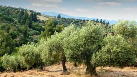 &Gamma;&epsilon;&omega;&rho;&gamma;&iota;&kappa;έ&sigmaf; &pi;&rho;&omicron;&epsilon;&iota;&delta;&omicron;&pi;&omicron;&iota;ή&sigma;&epsilon;&iota;&sigmaf; &gamma;&iota;&alpha; &tau;&eta;&nu; &Epsilon;&lambda;&iota;ά | &Alpha;&gamma;&rho;&omicron;&tau;&iota;&kappa;ά &nu;έ&alpha; &kappa;&alpha;&iota; &epsilon;&iota;&delta;ή&sigma;&epsilon;&iota;&sigmaf; imathiotikigi.gr