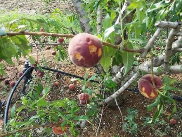 &Alpha;&nu;&alpha;&gamma;&gamma;&epsilon;&lambda;ί&alpha; &Zeta;&eta;&mu;&iota;ά&sigmaf; &alpha;&pi;ό &chi;&alpha;&lambda;&alpha;&zeta;ό&pi;&tau;&omega;&sigma;&eta;