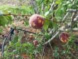 &Alpha;&nu;&alpha;&gamma;&gamma;&epsilon;&lambda;ί&alpha; &Zeta;&eta;&mu;&iota;ά&sigmaf; &alpha;&pi;ό &chi;&alpha;&lambda;&alpha;&zeta;ό&pi;&tau;&omega;&sigma;&eta;