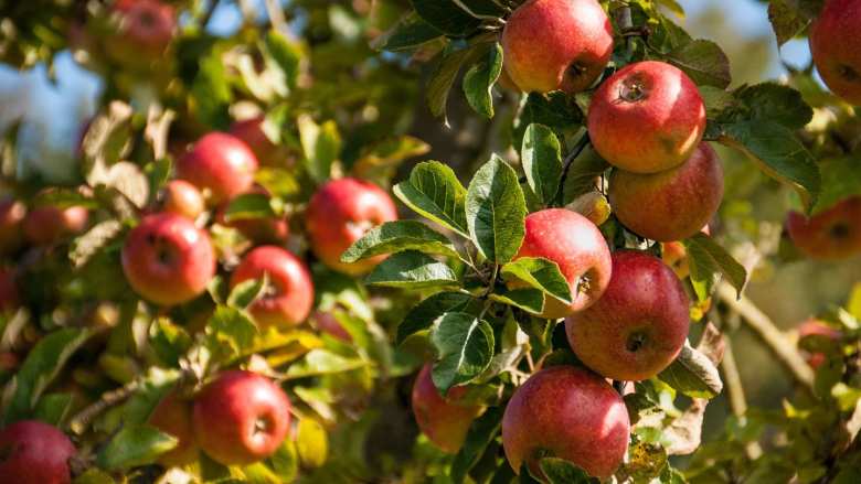 &Gamma;&epsilon;&omega;&rho;&gamma;&iota;&kappa;έ&sigmaf; &pi;&rho;&omicron;&epsilon;&iota;&delta;&omicron;&pi;&omicron;&iota;ή&sigma;&epsilon;&iota;&sigmaf; &gamma;&iota;&alpha; &tau;&alpha; &Mu;&eta;&lambda;&omicron;&epsilon;&iota;&delta;ή