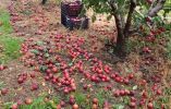 &Mu;&epsilon; &epsilon;&pi;&iota;&tau;&upsilon;&chi;ί&alpha; &sigma;&tau;έ&phi;&theta;&eta;&kappa;&epsilon; &eta; &mu;&eta;&chi;&alpha;&nu;&omicron;&kappa;ί&nu;&eta;&tau;&eta; &pi;&omicron;&rho;&epsilon;ί&alpha; &tau;&omicron;&upsilon; &Alpha;.&Sigma;. &Eta;&mu;&alpha;&theta;ί&alpha;&sigmaf;