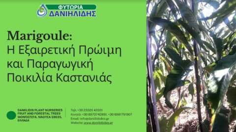 Marigoule: &Eta; &Epsilon;&xi;&alpha;&iota;&rho;&epsilon;&tau;&iota;&kappa;ή &Pi;&rho;ώ&iota;&mu;&eta; &kappa;&alpha;&iota; &Pi;&alpha;&rho;&alpha;&gamma;&omega;&gamma;&iota;&kappa;ή &Pi;&omicron;&iota;&kappa;&iota;&lambda;ί&alpha; &Kappa;&alpha;&sigma;&tau;&alpha;&nu;&iota;ά&sigmaf;