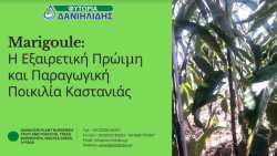 Marigoule: &Eta; &Epsilon;&xi;&alpha;&iota;&rho;&epsilon;&tau;&iota;&kappa;ή &Pi;&rho;ώ&iota;&mu;&eta; &kappa;&alpha;&iota; &Pi;&alpha;&rho;&alpha;&gamma;&omega;&gamma;&iota;&kappa;ή &Pi;&omicron;&iota;&kappa;&iota;&lambda;ί&alpha; &Kappa;&alpha;&sigma;&tau;&alpha;&nu;&iota;ά&sigmaf;