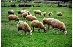 Έ&lambda;&epsilon;&gamma;&chi;&omicron;&iota; &Omicron;.&Pi;.&Epsilon;.&Kappa;.&Epsilon;.&Pi;.&Epsilon;. &sigma;&epsilon; &epsilon;&nu;&iota;&sigma;&chi;ύ&sigma;&epsilon;&iota;&sigmaf; "&beta;&omicron;&sigma;&kappa;&omicron;&tau;ό&pi;&omega;&nu; &sigma;&epsilon; &kappa;&alpha;&lambda;ή &kappa;&alpha;&tau;ά&sigma;&tau;&alpha;&sigma;&eta;"