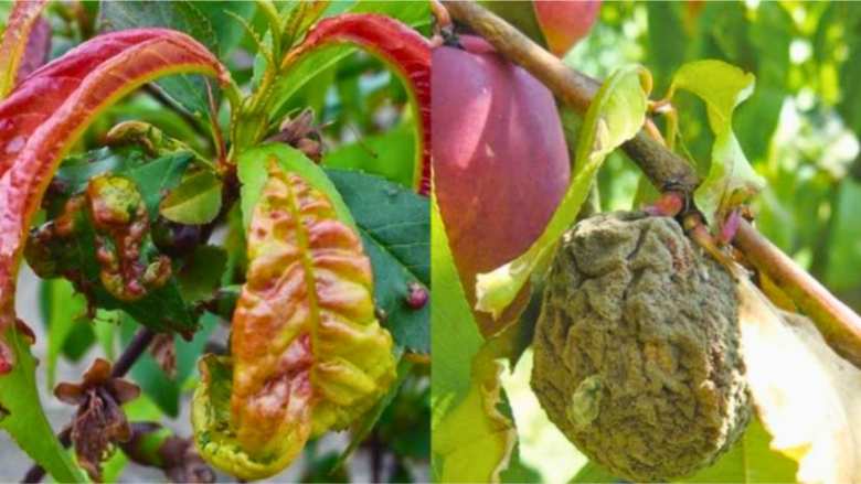 &Alpha;&nu;&tau;&iota;&mu;&epsilon;&tau;ώ&pi;&iota;&sigma;&eta; &alpha;&sigma;&theta;&epsilon;&nu;&epsilon;&iota;ώ&nu; &kappa;&alpha;&iota; &epsilon;&chi;&theta;&rho;ώ&nu; &sigma;&tau;&alpha; &pi;&upsilon;&rho;&eta;&nu;ό&kappa;&alpha;&rho;&pi;&alpha; &kappa;&alpha;&iota; &gamma;&iota;&gamma;&alpha;&rho;&tau;ό&kappa;&alpha;&rho;&pi;&alpha; - &Delta;&epsilon;ί&tau;&epsilon; &alpha;&nu;&alpha;&lambda;&upsilon;&tau;&iota;&kappa;ά