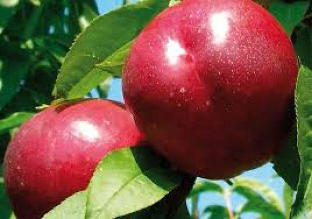 &Iota;&tau;&alpha;&lambda;ί&alpha;: &Tau;&iota;&mu;έ&sigmaf; &kappa;&alpha;&iota; &delta;&iota;&alpha;&kappa;ί&nu;&eta;&sigma;&eta; &nu;&epsilon;&kappa;&tau;&alpha;&rho;&iota;&nu;&iota;ώ&nu; &kappa;&alpha;&iota; &epsilon;&pi;&iota;&tau;&rho;&alpha;&pi;έ&zeta;&iota;&omega;&nu; &rho;&omicron;&delta;ά&kappa;&iota;&nu;&omega;&nu; &gamma;&iota;&alpha; &tau;&omicron; έ&tau;&omicron;&sigmaf; 2017