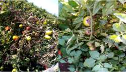 &Gamma;&epsilon;&omega;&rho;&gamma;&iota;&kappa;έ&sigmaf; &pi;&rho;&omicron;&epsilon;&iota;&delta;&omicron;&pi;&omicron;&iota;ή&sigma;&epsilon;&iota;&sigmaf; &gamma;&iota;&alpha; &tau;&eta;&nu; &upsilon;&pi;&alpha;ί&theta;&rho;&iota;&alpha; &epsilon;&pi;&iota;&tau;&rho;&alpha;&pi;έ&zeta;&iota;&alpha; &nu;&tau;&omicron;&mu;ά&tau;&alpha;