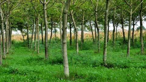 &Sigma;&kappa;έ&phi;&tau;&omicron;&mu;&alpha;&iota; &nu;&alpha; &kappa;&alpha;&lambda;&lambda;&iota;&epsilon;&rho;&gamma;ή&sigma;&omega; &Kappa;&alpha;&rho;ύ&delta;&iota;&alpha;: &Tau;&iota; &nu;&alpha; &pi;&rho;&omicron;&sigma;έ&xi;&omega;?