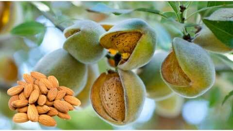 &Pi;&omega;&sigmaf; &pi;&rho;έ&pi;&epsilon;&iota; &nu;&alpha; &pi;&rho;&omicron;&epsilon;&tau;&omicron;&iota;&mu;&alpha;&sigma;&tau;&omicron;ύ&nu; &omicron;&iota; &alpha;&mu;&upsilon;&gamma;&delta;&alpha;&lambda;&omicron;&pi;&alpha;&rho;&alpha;&gamma;&omega;&gamma;&omicron;ί &gamma;&iota;&alpha; &tau;&eta; &nu;έ&alpha; &chi;&rho;&omicron;&nu;&iota;ά - &Pi;&omicron;&iota;&epsilon;&sigmaf; &omicron;&iota; &alpha;&pi;&alpha;&rho;&alpha;ί&tau;&eta;&tau;&epsilon;&sigmaf; &kappa;&alpha;&lambda;&lambda;&iota;&epsilon;&rho;&gamma;&eta;&tau;&iota;&kappa;έ&sigmaf; &phi;&rho;&omicron;&nu;&tau;ί&delta;&epsilon;&sigmaf;;