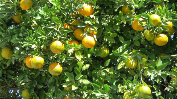 &Delta;ή&mu;&omicron;&sigmaf; &Phi;&iota;&lambda;&iota;&alpha;&tau;ώ&nu;: &Sigma;&omicron;&beta;&alpha;&rho;έ&sigmaf; &zeta;&eta;&mu;&iota;έ&sigmaf; &sigma;&tau;&eta;&nu; &pi;&alpha;&rho;&alpha;&gamma;&omega;&gamma;ή &mu;&alpha;&nu;&tau;&alpha;&rho;&iota;&nu;&iota;&omicron;ύ