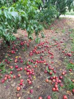 Ό&lambda;&epsilon;&sigmaf; &omicron;&iota; &pi;&omicron;&iota;&kappa;&iota;&lambda;ί&epsilon;&sigmaf; &rho;&omicron;&delta;ά&kappa;&iota;&nu;&omega;&nu;, &nu;&epsilon;&kappa;&tau;&alpha;&rho;&iota;&nu;&iota;ώ&nu; &kappa;&alpha;&iota; &beta;&epsilon;&rho;ί&kappa;&omicron;&kappa;&omega;&nu; &upsilon;&pi;έ&sigma;&tau;&eta;&sigma;&alpha;&nu; &zeta;&eta;&mu;&iota;ά &tau;&eta;&nu; &pi;&epsilon;&rho;ί&omicron;&delta;&omicron; 2022, &alpha;&pi;&alpha;&nu;&tau;&omicron;ύ&nu; &sigma;&tau;&omicron; &Upsilon;&Pi;.&Alpha;.&Alpha;.&Tau;. &omicron;&iota; &Pi;&epsilon;&rho;&iota;&phi;&epsilon;&rho;&epsilon;&iota;&alpha;&kappa;έ&sigmaf; &Epsilon;&nu;ό&tau;&eta;&tau;&epsilon;&sigmaf; &Eta;&mu;&alpha;&theta;ί&alpha;&sigmaf; &kappa;&alpha;&iota; &Pi;έ&lambda;&lambda;&alpha;&sigmaf;