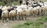 Έ&nu;&tau;&alpha;&xi;&eta; 354 &delta;&iota;&kappa;&alpha;&iota;&omicron;ύ&chi;&omega;&nu; &sigma;&tau;&eta; &sigma;&upsilon;&mu;&pi;&lambda;&eta;&rho;&omega;&mu;&alpha;&tau;&iota;&kappa;ή &pi;&rho;ό&sigma;&kappa;&lambda;&eta;&sigma;&eta;  &gamma;&iota;&alpha; &tau;&eta; &Beta;&iota;&omicron;&lambda;&omicron;&gamma;&iota;&kappa;ή &Kappa;&tau;&eta;&nu;&omicron;&tau;&rho;&omicron;&phi;ί&alpha;