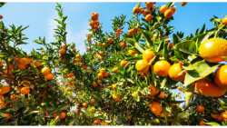 &Gamma;&epsilon;&omega;&rho;&gamma;&iota;&kappa;έ&sigmaf; &pi;&rho;&omicron;&epsilon;&iota;&delta;&omicron;&pi;&omicron;&iota;ή&sigma;&epsilon;&iota;&sigmaf; &gamma;&iota;&alpha; &tau;&alpha; &Epsilon;&sigma;&pi;&epsilon;&rho;&iota;&delta;&omicron;&epsilon;&iota;&delta;ή