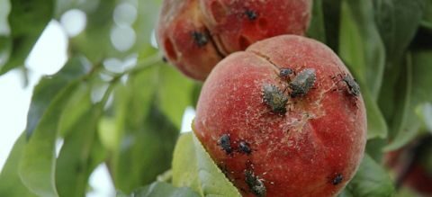 &Eta; &Epsilon;&Epsilon; &pi;&rho;&omicron;&epsilon;&tau;&omicron;&iota;&mu;ά&zeta;&epsilon;&iota; &tau;&eta;&nu; &alpha;&pi;&alpha;&gamma;ό&rho;&epsilon;&upsilon;&sigma;&eta; &gamma;&iota;&alpha; &tau;&omicron; chlorpyrifos &kappa;&alpha;&iota; &tau;&omicron; chlorpyrifos methyl