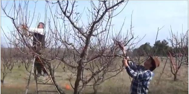 &Kappa;&lambda;ά&delta;&epsilon;&mu;&alpha; &epsilon;&nu;ή&lambda;&iota;&kappa;&omicron;&upsilon; &delta;έ&nu;&delta;&rho;&omicron;&upsilon; &beta;&epsilon;&rho;&iota;&kappa;&omicron;&kappa;&iota;ά&sigmaf; (&sigma;ύ&sigma;&tau;&eta;&mu;&alpha; &delta;&iota;&alpha;&mu;ό&rho;&phi;&omega;&sigma;&eta;&sigmaf;: &epsilon;&lambda;&epsilon;ύ&theta;&epsilon;&rho;&omicron; &kappa;ύ&pi;&epsilon;&lambda;&lambda;&omicron;)