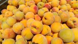 &Epsilon;&pi;&alpha;&gamma;&rho;ύ&pi;&nu;&eta;&sigma;&eta; &kappa;&alpha;&iota; &psi;&upsilon;&chi;&rho;&alpha;&iota;&mu;ί&alpha; &pi;&rho;&omicron;&tau;&epsilon;ί&nu;&epsilon;&iota; &eta; &Kappa;&epsilon;&nu;&tau;&rho;&iota;&kappa;ή Έ&nu;&omega;&sigma;&eta; &Epsilon;&pi;&iota;&mu;&epsilon;&lambda;&eta;&tau;&eta;&rho;ί&omega;&nu; &Epsilon;&lambda;&lambda;ά&delta;&omicron;&sigmaf;, &mu;&epsilon;&tau;ά &tau;&eta;&nu; &alpha;&pi;ό&phi;&alpha;&sigma;&eta; &Tau;&rho;&alpha;&mu;&pi; &gamma;&iota;&alpha; &epsilon;&pi;&iota;&beta;&omicron;&lambda;ή &delta;&alpha;&sigma;&mu;ώ&nu;