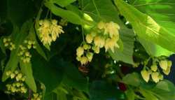 &Beta;ό&tau;&alpha;&nu;&alpha; &gamma;&iota;&alpha; &chi;&omicron;&lambda;&eta;&sigma;&tau;&epsilon;&rho;ί&nu;&eta; &kappa;&alpha;&iota; &pi;ί&epsilon;&sigma;&eta;