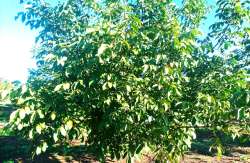 &Gamma;&epsilon;&omega;&rho;&gamma;&iota;&kappa;έ&sigmaf; &pi;&rho;&omicron;&epsilon;&iota;&delta;&omicron;&pi;&omicron;&iota;ή&sigma;&epsilon;&iota;&sigmaf; &gamma;&iota;&alpha; &tau;&eta;&nu; &kappa;&alpha;&rho;&upsilon;&delta;&iota;ά