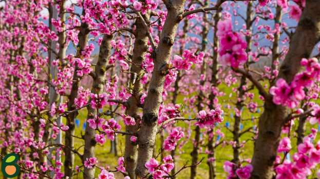 &Rho;&omicron;&zeta; &laquo;&nu;&tau;ύ&theta;&eta;&kappa;&epsilon;&raquo; &omicron; &kappa;ά&mu;&pi;&omicron;&sigmaf; &tau;&omicron;&upsilon; &Beta;&epsilon;&lambda;&beta;&epsilon;&nu;&tau;&omicron;ύ