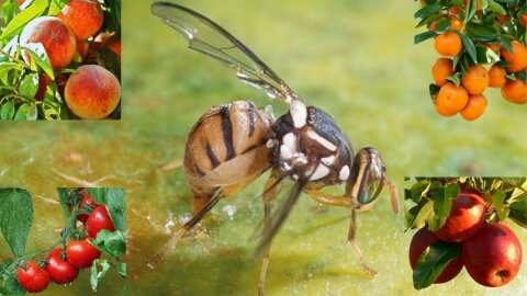 &Epsilon;&nu;&tau;&omicron;&pi;ί&sigma;&tau;&eta;&kappa;&epsilon; &gamma;&iota;&alpha; &pi;&rho;ώ&tau;&eta; &phi;&omicron;&rho;ά &sigma;&tau;&eta;&nu; &Epsilon;&lambda;&lambda;ά&delta;&alpha; &eta; &mu;ύ&gamma;&alpha; &tau;&eta;&sigmaf; &Alpha;&nu;&alpha;&tau;&omicron;&lambda;ή&sigmaf; &laquo;Bactrocera dorsalis&raquo; - &Sigma;&epsilon; &pi;&omicron;&iota;&epsilon;&sigmaf; &kappa;&alpha;&lambda;&lambda;&iota;έ&rho;&gamma;&epsilon;&iota;&epsilon;&sigmaf; &epsilon;&pi;&iota;&tau;ί&theta;&epsilon;&tau;&alpha;&iota;