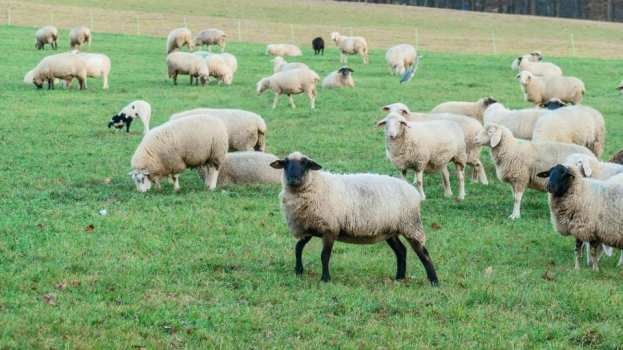 &Upsilon;&Pi;&Alpha;&Alpha;&Tau;: &Sigma;&epsilon; 180 &epsilon;&kappa;&tau;&rho;&omicron;&phi;έ&sigmaf; &eta; &kappa;&lambda;&iota;&nu;&iota;&kappa;ή &epsilon;&pi;&iota;&tau;ή&rho;&eta;&sigma;&eta; &gamma;&iota;&alpha; &tau;&omicron;&nu; &alpha;&phi;&theta;ώ&delta;&eta; &pi;&upsilon;&rho;&epsilon;&tau;ό &sigma;&tau;&eta; &Lambda;έ&sigma;&beta;&omicron; | &Alpha;&gamma;&rho;&omicron;&tau;&iota;&kappa;ά &nu;έ&alpha; IMATHIOTIKIGI.GR