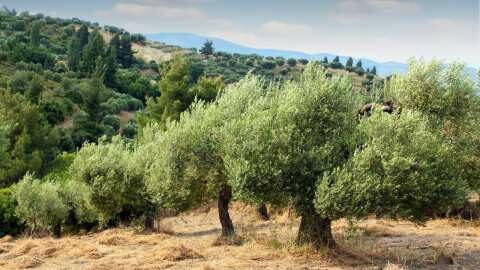 &Mu;&epsilon;&iota;&omega;&mu;έ&nu;&eta; &kappa;&alpha;&tau;ά 40% &eta; &kappa;&alpha;&tau;&alpha;&nu;ά&lambda;&omega;&sigma;&eta; &epsilon;&lambda;&alpha;&iota;ό&lambda;&alpha;&delta;&omicron;&upsilon; - &Pi;&omega;&sigmaf; &alpha;&nu;&alpha;&mu;έ&nu;&epsilon;&tau;&alpha;&iota; &nu;&alpha; &delta;&iota;&alpha;&mu;&omicron;&rho;&phi;&omega;&theta;&omicron;ύ&nu; &omicron;&iota; &phi;&epsilon;&tau;&iota;&nu;έ&sigmaf; &tau;&iota;&mu;έ&sigmaf;