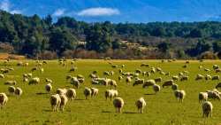 &Sigma;&epsilon; &alpha;&pi;ό&gamma;&nu;&omega;&sigma;&eta; &omicron;&iota; &kappa;&tau;&eta;&nu;&omicron;&tau;&rho;ό&phi;&omicron; &sigma;&tau;&eta; &Theta;&epsilon;&sigma;&sigma;&alpha;&lambda;ί&alpha; - &Eta; &epsilon;&upsilon;&lambda;&omicron;&gamma;&iota;ά &tau;&omega;&nu; &pi;&rho;&omicron;&beta;ά&tau;&omega;&nu; &theta;&epsilon;&rho;ί&zeta;&epsilon;&iota; &tau;&alpha; &kappa;&omicron;&pi;ά&delta;&iota;&alpha; &tau;&omicron;&upsilon;&sigmaf;