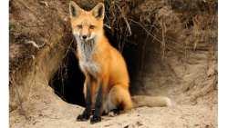 Έ&nu;&alpha;&rho;&xi;&eta; &tau;&eta;&sigmaf; 18&eta;&sigmaf; &Epsilon;&mu;&beta;&omicron;&lambda;&iota;&alpha;&sigma;&tau;&iota;&kappa;ή&sigmaf; &Epsilon;&kappa;&sigma;&tau;&rho;&alpha;&tau;&epsilon;ί&alpha;&sigmaf; &tau;&omega;&nu; &Alpha;&lambda;&epsilon;&pi;&omicron;ύ&delta;&omega;&nu; &gamma;&iota;&alpha; &tau;&omicron; &Pi;&rho;ό&gamma;&rho;&alpha;&mu;&mu;&alpha; &Kappa;&alpha;&tau;&alpha;&pi;&omicron;&lambda;έ&mu;&eta;&sigma;&eta;&sigmaf; &kappa;&alpha;&iota; &Epsilon;&pi;&iota;&tau;ή&rho;&eta;&sigma;&eta;&sigmaf; &tau;&eta;&sigmaf; &Lambda;ύ&sigma;&sigma;&alpha;&sigmaf;