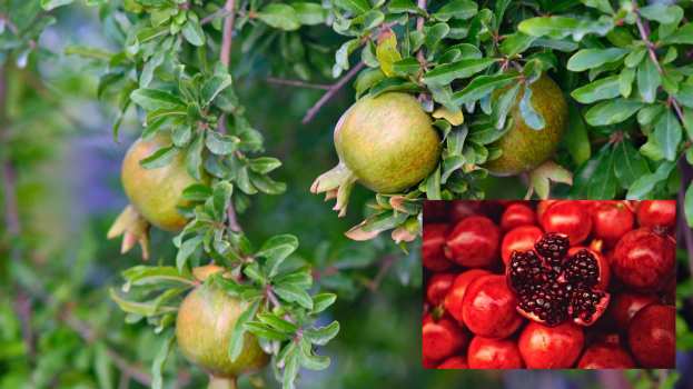 &Kappa;&alpha;&lambda;&lambda;&iota;&epsilon;&rho;&gamma;&eta;&tau;&iota;&kappa;έ&sigmaf; &pi;&rho;&alpha;&kappa;&tau;&iota;&kappa;έ&sigmaf; &gamma;&iota;&alpha; &tau;&eta; &Rho;&omicron;&delta;&iota;ά - &Mu;&iota;&alpha; &kappa;&alpha;&lambda;&lambda;&iota;έ&rho;&gamma;&epsilon;&iota;&alpha; &pi;&omicron;&upsilon; &kappa;&epsilon;&rho;&delta;ί&zeta;&epsilon;&iota; &chi;ώ&rho;&omicron; &tau;&alpha; &tau;&epsilon;&lambda;&epsilon;&upsilon;&tau;&alpha;ί&alpha; &chi;&rho;ό&nu;&iota;&alpha;