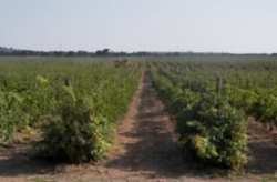 &Kappa;&Epsilon;&Omicron;&Sigma;&Omicron;&Epsilon;: &Omicron;&iota; &pi;&rho;&omicron;&beta;&lambda;έ&psi;&epsilon;&iota;&sigmaf; &sigma;&upsilon;&gamma;&kappa;&omicron;&mu;&iota;&delta;ή&sigmaf; &sigma;&tau;&eta;&nu; &Iota;&sigma;&pi;&alpha;&nu;ί&alpha; &pi;&alpha;&rho;&alpha;&mu;έ&nu;&omicron;&upsilon;&nu; &alpha;&sigma;&alpha;&phi;&epsilon;ί&sigmaf;