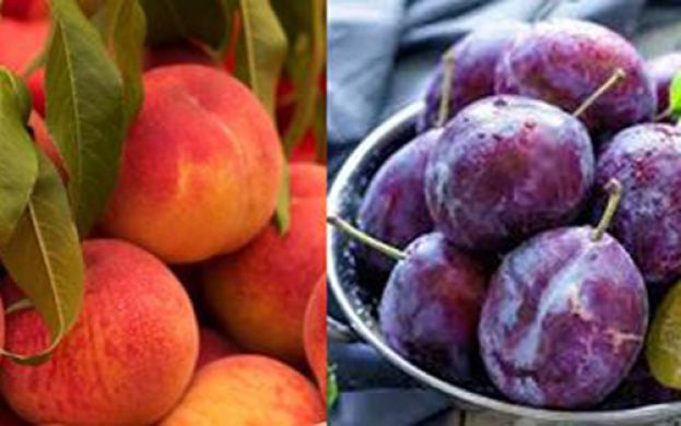 &Omicron;&iota; &tau;&iota;&mu;έ&sigmaf; &alpha;&nu;ά έ&tau;&omicron;&sigmaf; &mu;&epsilon;&tau;ά &tau;&eta;&nu; &epsilon;&pi;&iota;&beta;&omicron;&lambda;ή &tau;&omicron;&upsilon; &Rho;&omega;&sigma;&iota;&kappa;&omicron;ύ &epsilon;&mu;&pi;ά&rho;&gamma;&kappa;&omicron; &sigma;&epsilon; &rho;&omicron;&delta;ά&kappa;&iota;&nu;&alpha; &kappa;&alpha;&iota; &delta;&alpha;&mu;ά&sigma;&kappa;&eta;&nu;&alpha; &sigma;&tau;&eta;&nu; &Iota;&sigma;&pi;&alpha;&nu;ί&alpha;