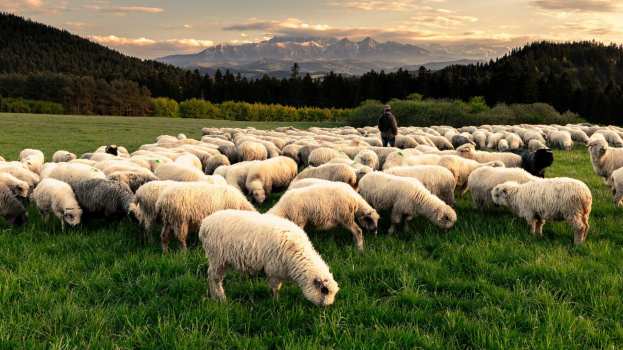 &Chi;&rho;. &Kappa;έ&lambda;&lambda;&alpha;&sigmaf; &sigma;&tau;&eta; &Beta;&omicron;&upsilon;&lambda;ή - &Theta;&epsilon;&sigma;&mu;&iota;&kappa;ή &tau;&omicron;&mu;ή &eta; &nu;έ&alpha; &Kappa;&Upsilon;&Alpha; &gamma;&iota;&alpha; &tau;&omicron;&upsilon;&sigmaf; &beta;&omicron;&sigma;&kappa;ό&tau;&omicron;&pi;&omicron;&upsilon;&sigmaf;